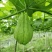 贵州新鲜佛手瓜3/5/9斤高原新鲜蔬菜洋瓜捧瓜丰收寿瓜