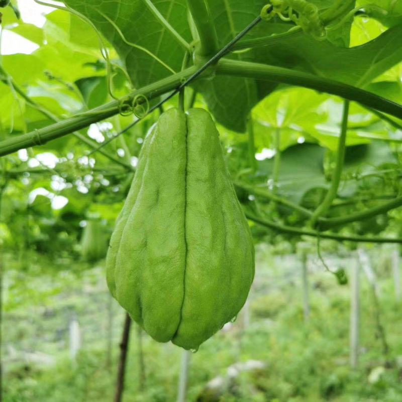 贵州新鲜佛手瓜3/5/9斤高原新鲜蔬菜洋瓜捧瓜丰收寿瓜