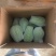 贵州新鲜佛手瓜3/5/9斤高原新鲜蔬菜洋瓜捧瓜丰收寿瓜