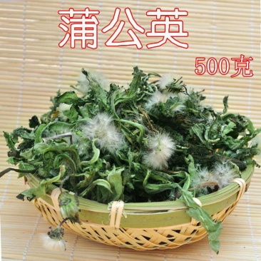 沂蒙山蒲公英蒲公英茶整棵带根带花新鲜晒干布布丁蒲公英