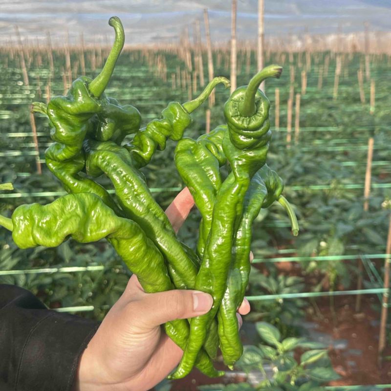 广东湛江精品龙椒，大量现货提供，现摘现发