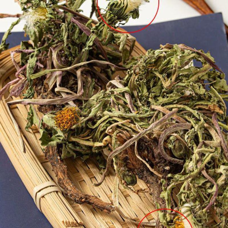沂蒙山蒲公英蒲公英茶整棵带根带花新鲜晒干布布丁蒲公英