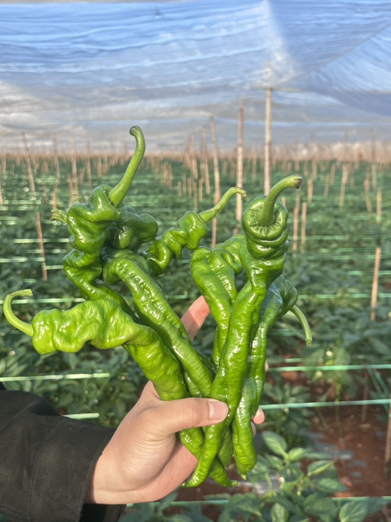 广东湛江精品龙椒，大量现货提供，现摘现发