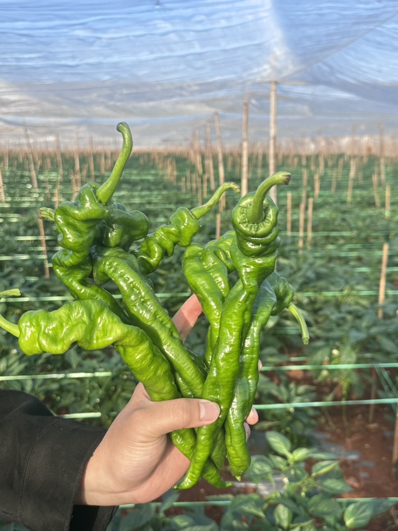 广东湛江精品龙椒，大量现货提供，现摘现发