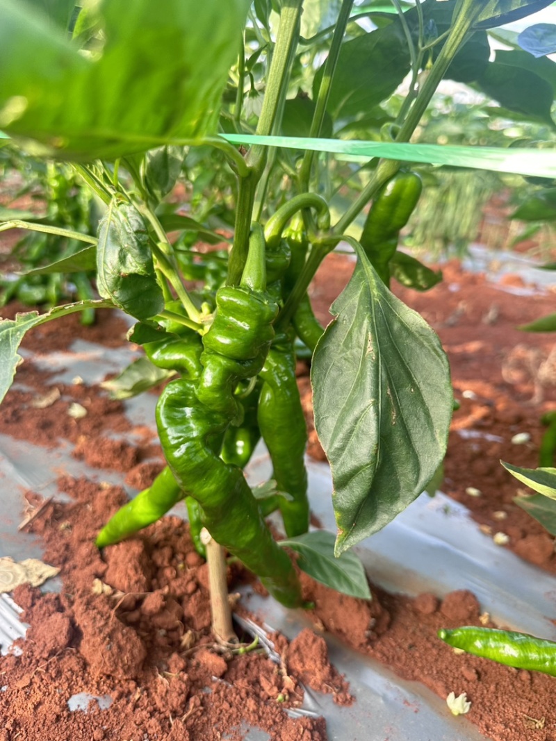 广东湛江精品龙椒，大量现货提供，现摘现发