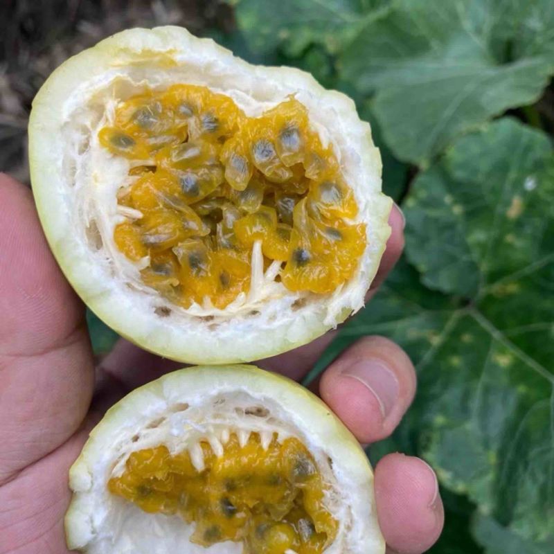 钦蜜9号黄金百香果一件代发，电商一件代发，团购批发