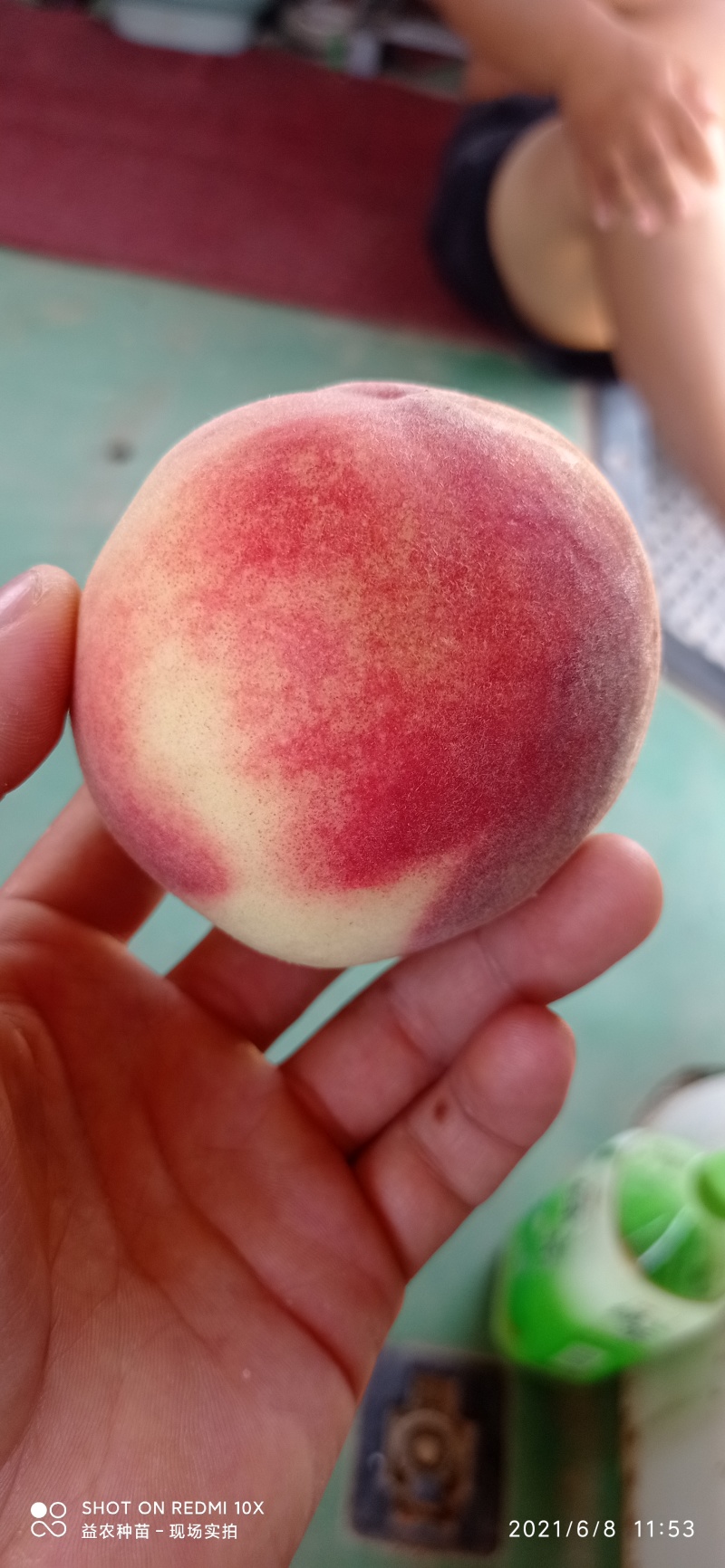 十年老店，只卖真苗！日本早熟蜜桃：新品种春生一号