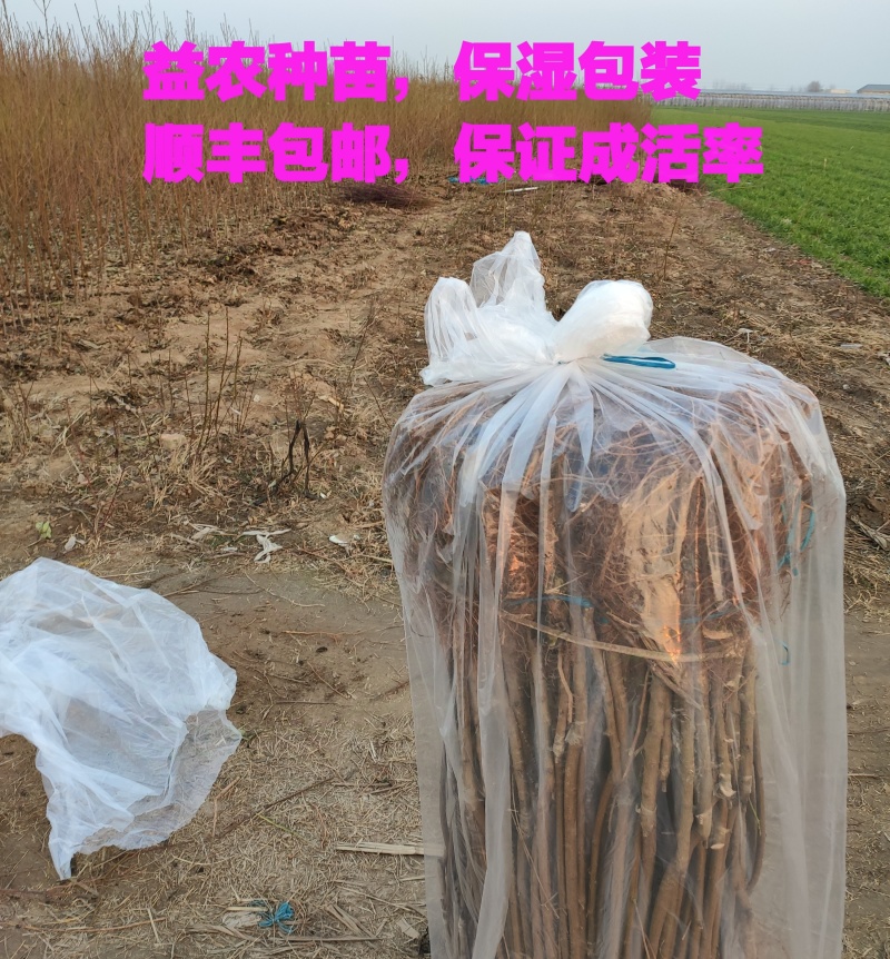 十年老店，只卖真苗！日本早熟蜜桃：新品种春生一号