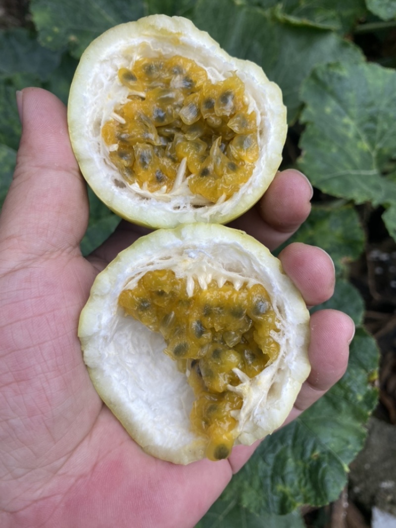钦蜜9号黄金百香果一件代发，电商一件代发，团购批发