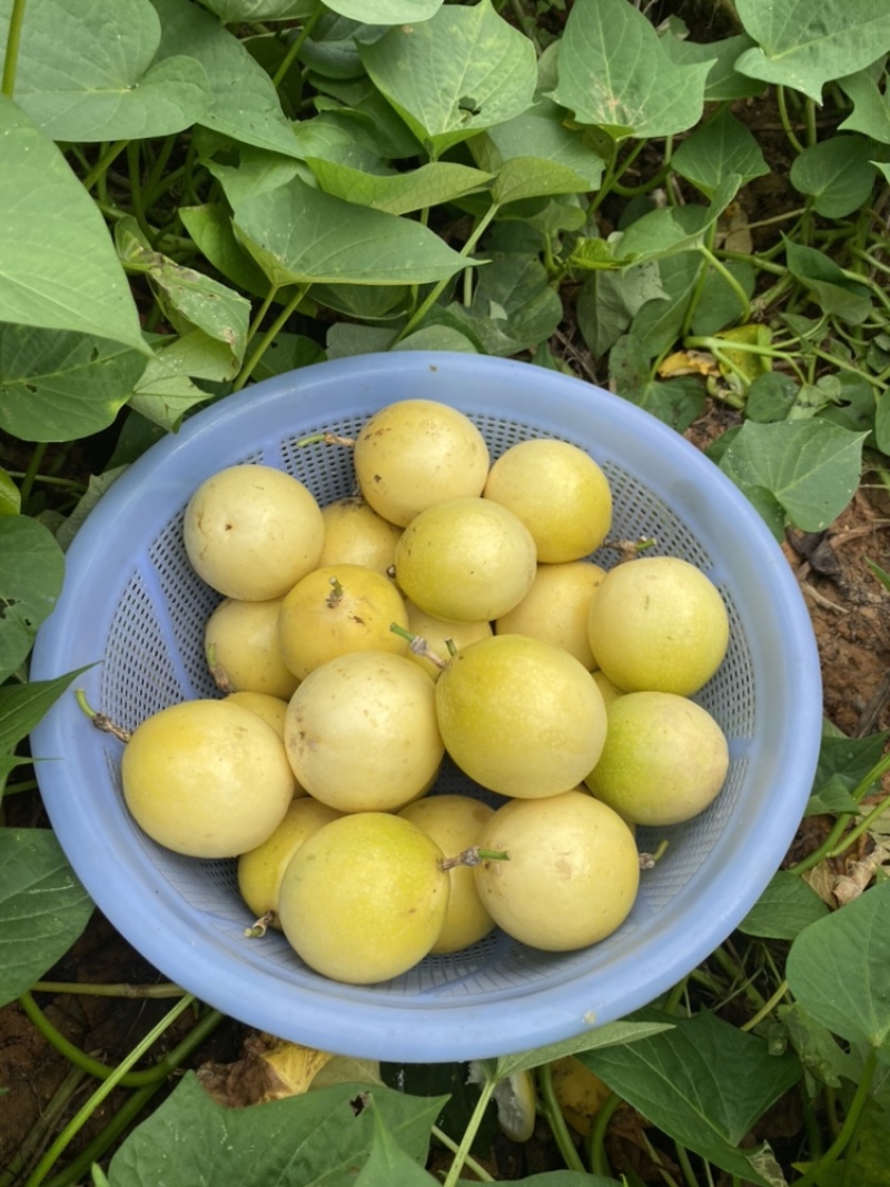 钦蜜9号黄金百香果一件代发，电商一件代发，团购批发