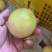 钦蜜9号黄金百香果一件代发，电商一件代发，团购批发
