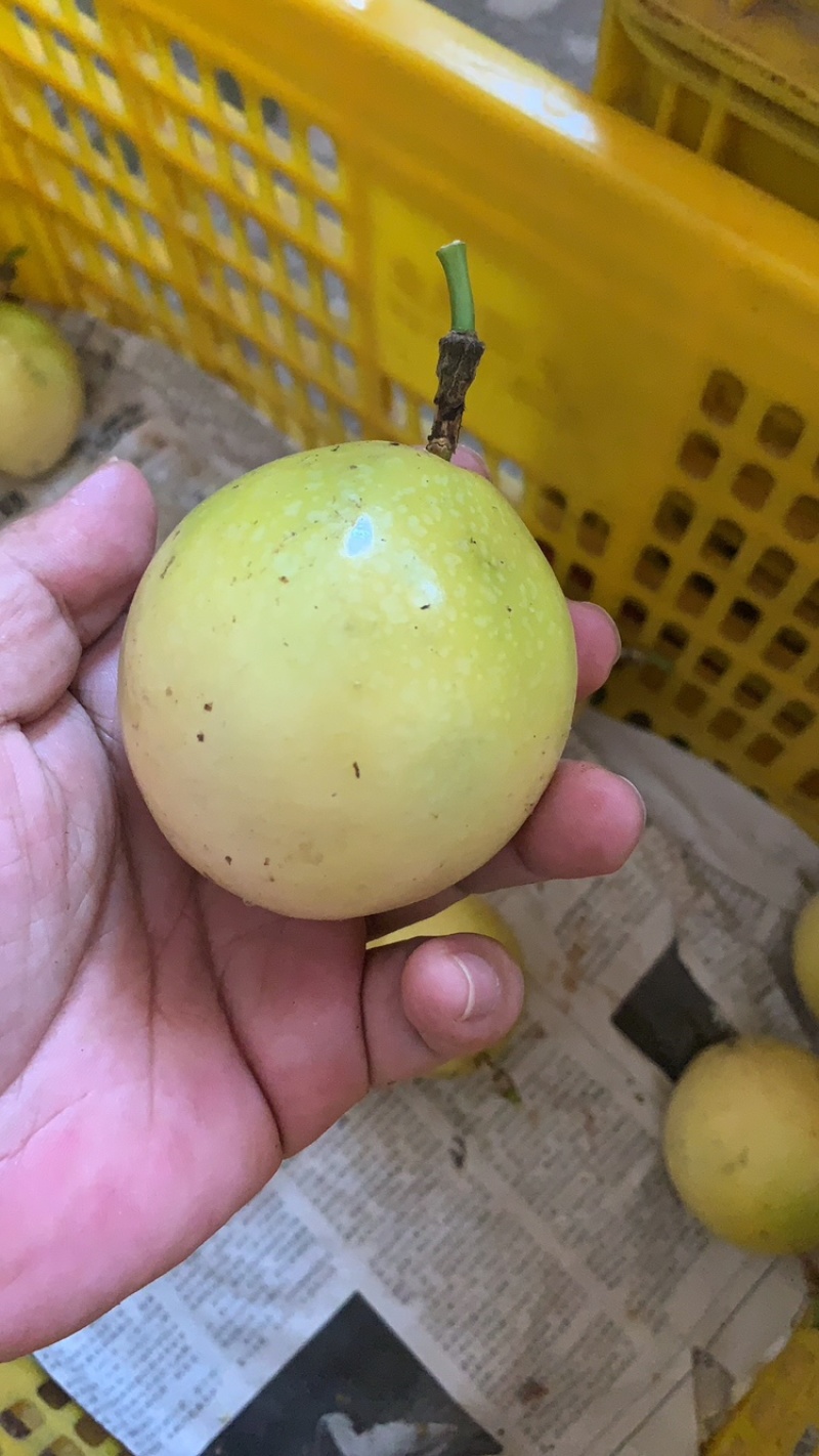 钦蜜9号黄金百香果一件代发，电商一件代发，团购批发