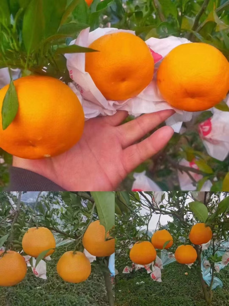耙耙柑.大量有货，通货次果价格都便宜，需要联系！