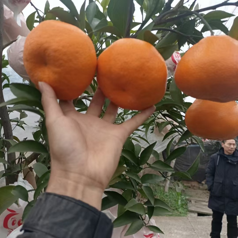 耙耙柑.大量有货，通货次果价格都便宜，需要联系！