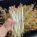 江西花生芽苗菜现货现发品质保证欢迎咨询