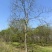 成都造型乌桕18公分20公分22公分25公分28公分