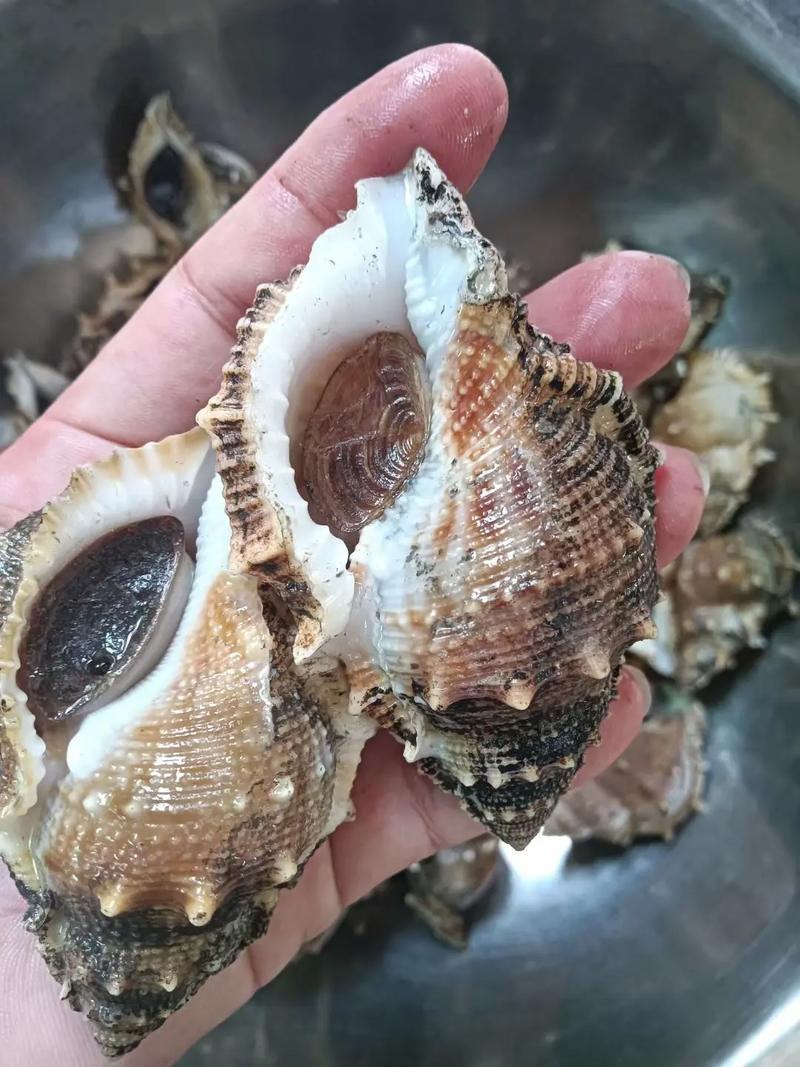 海螺