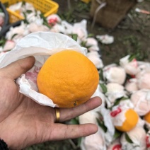 四川成都蒲江耙耙柑，大量供应。