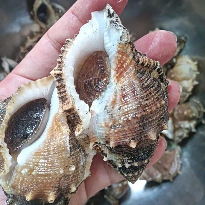 海螺