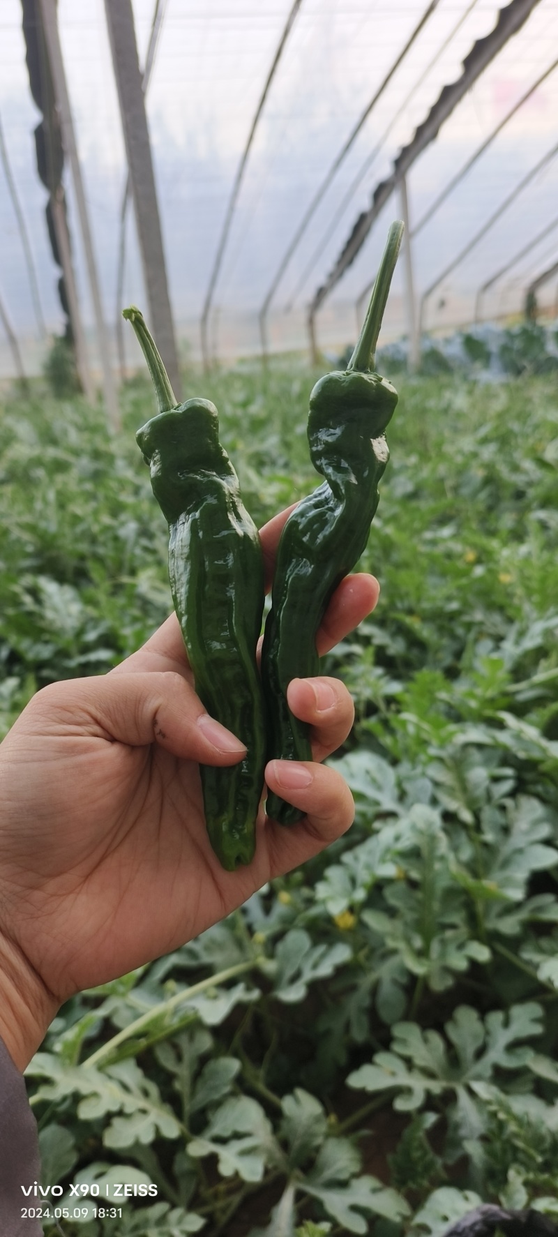 薄皮辣椒，皮薄，果面皱，光泽度好，坐果多，采收期长