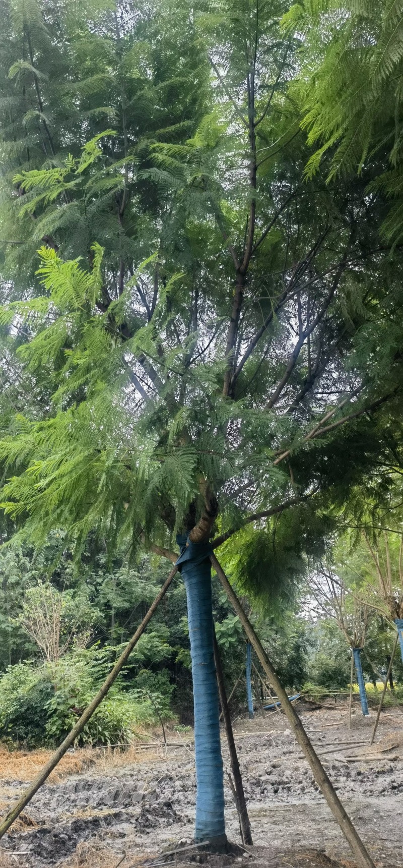成都蓝花楹15公分18公分20公分22公分25公分