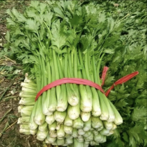 金乡芹菜西芹鲜货，品质保证，货源充足，价格优惠