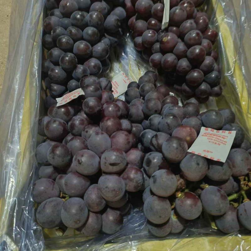 锦州精品巨峰葡萄冷库直接发货品质保证欢迎来电洽谈合作