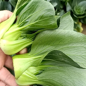 精品小颗矮脚青菜