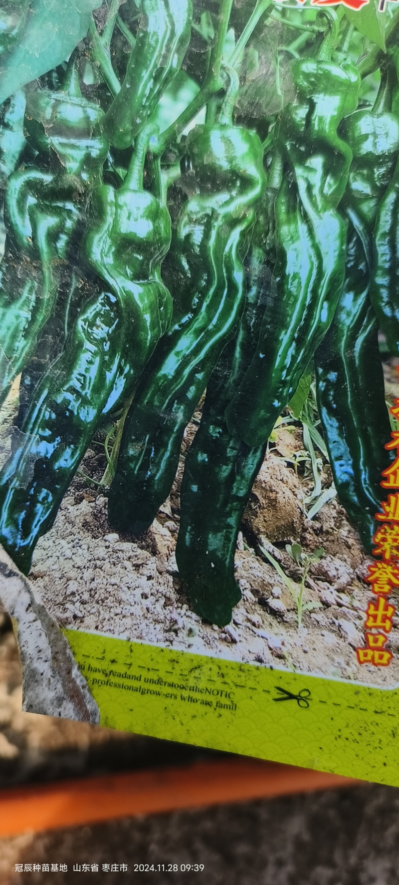 薄皮辣椒，皮薄，果面皱，光泽度好，坐果多，采收期长