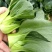 精品小颗矮脚青菜
