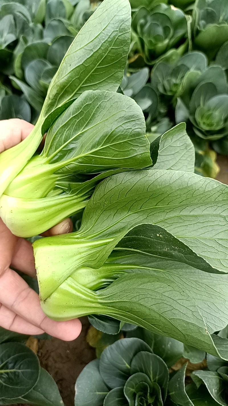精品小颗矮脚青菜