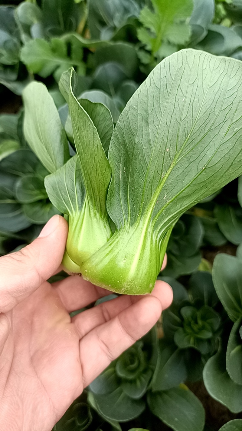 精品小颗矮脚青菜