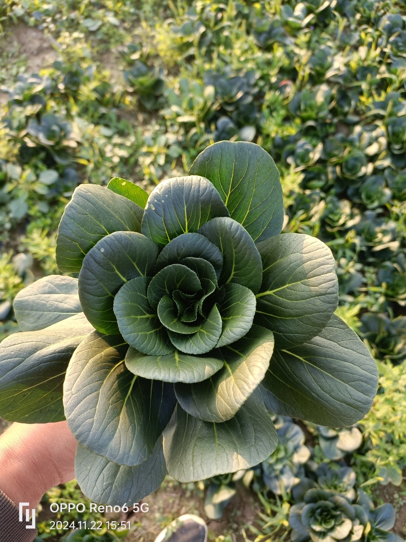 精品小颗矮脚青菜