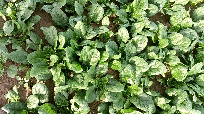 趴地波菜
