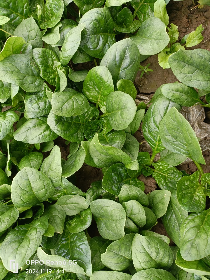 趴地波菜