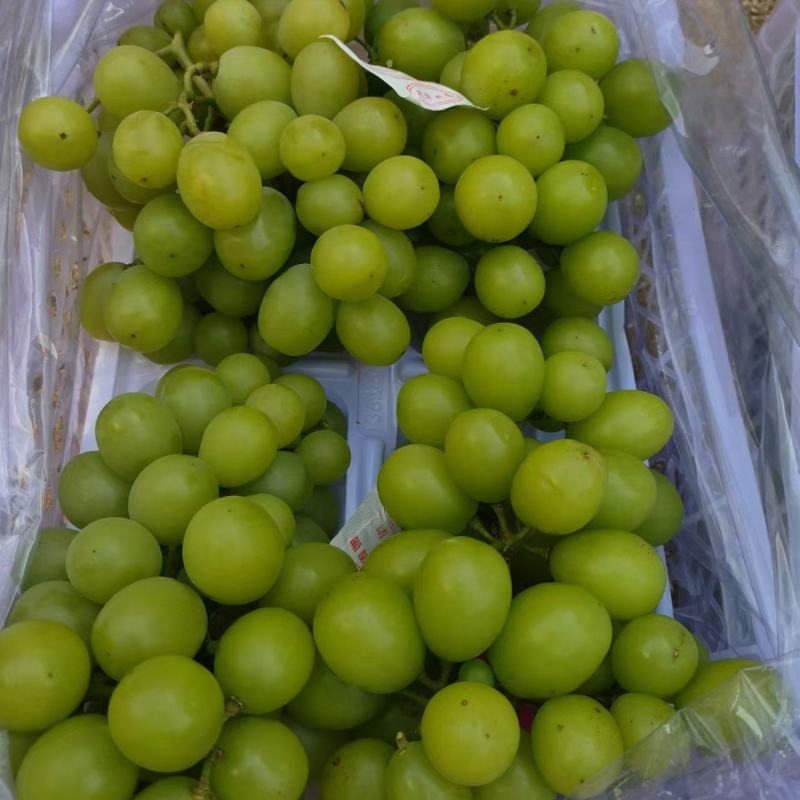 辽宁锦州精品阳光玫瑰冷库直接发货品质上乘价格优惠