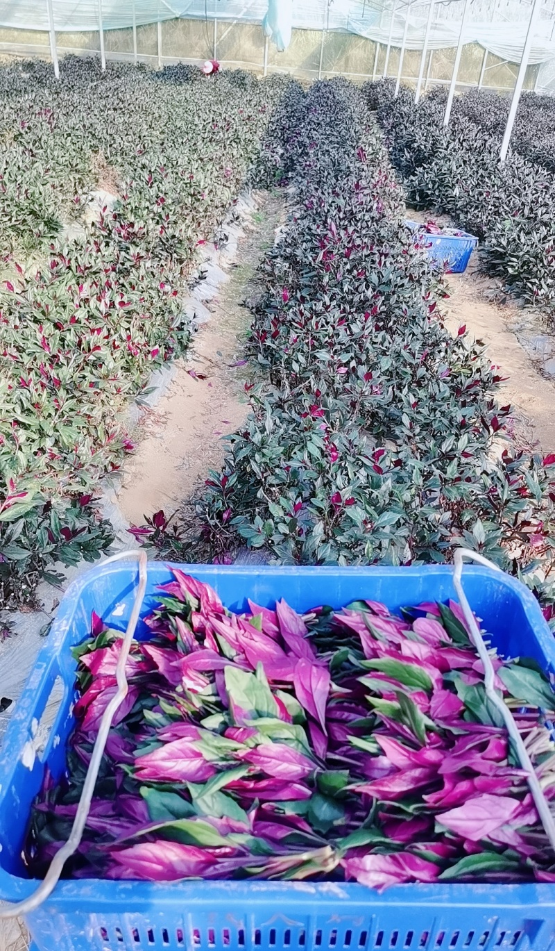 紫背菜专业种植户，量大质优