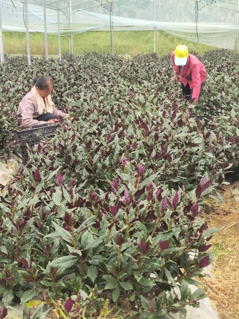 紫背菜专业种植户，量大质优