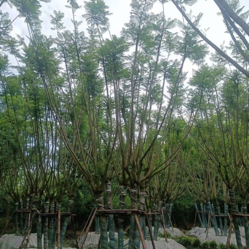 成都丛生蓝花楹高度10公分12公分15公分批发