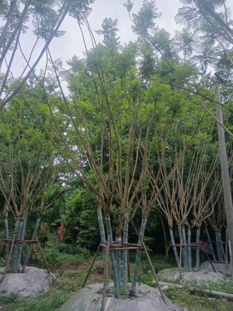 成都拼栽蓝花楹10公分12公分15公分批发