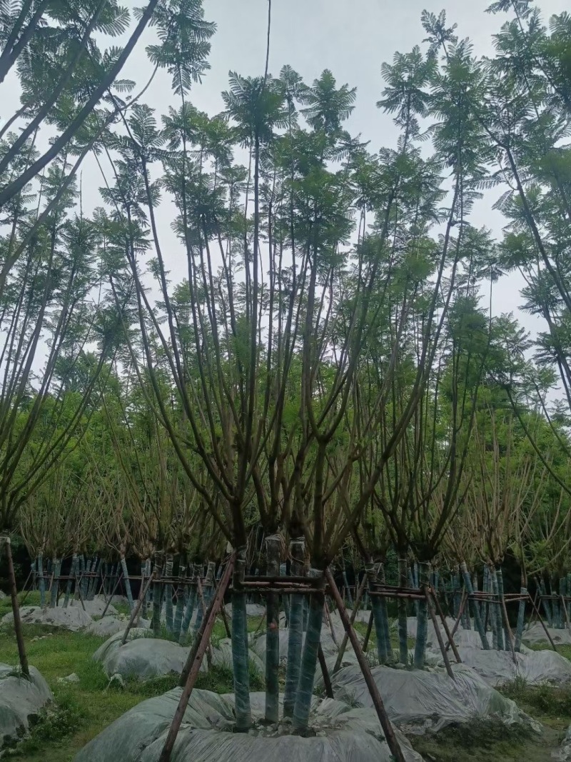 成都拼栽蓝花楹10公分12公分15公分批发