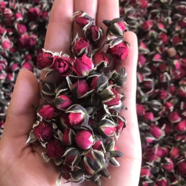 金边玫瑰，金边花冠，花香四溢，物美价廉，货源充足，量大价优