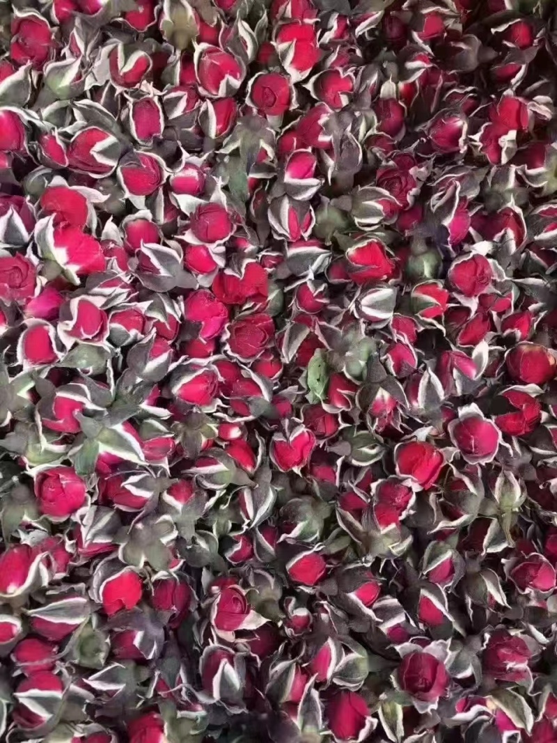 金边玫瑰，金边花冠，花香四溢，物美价廉，货源充足，量大价优