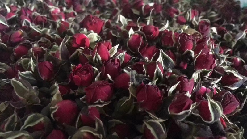 金边玫瑰，金边花冠，花香四溢，物美价廉，货源充足，量大价优