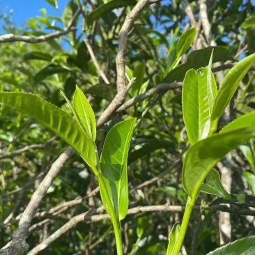 茶晒青茶，产地直供量大从优品质保障欢迎咨询