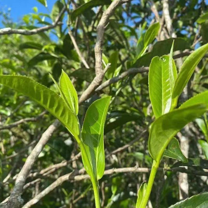 茶晒青茶，产地直供量大从优品质保障欢迎咨询