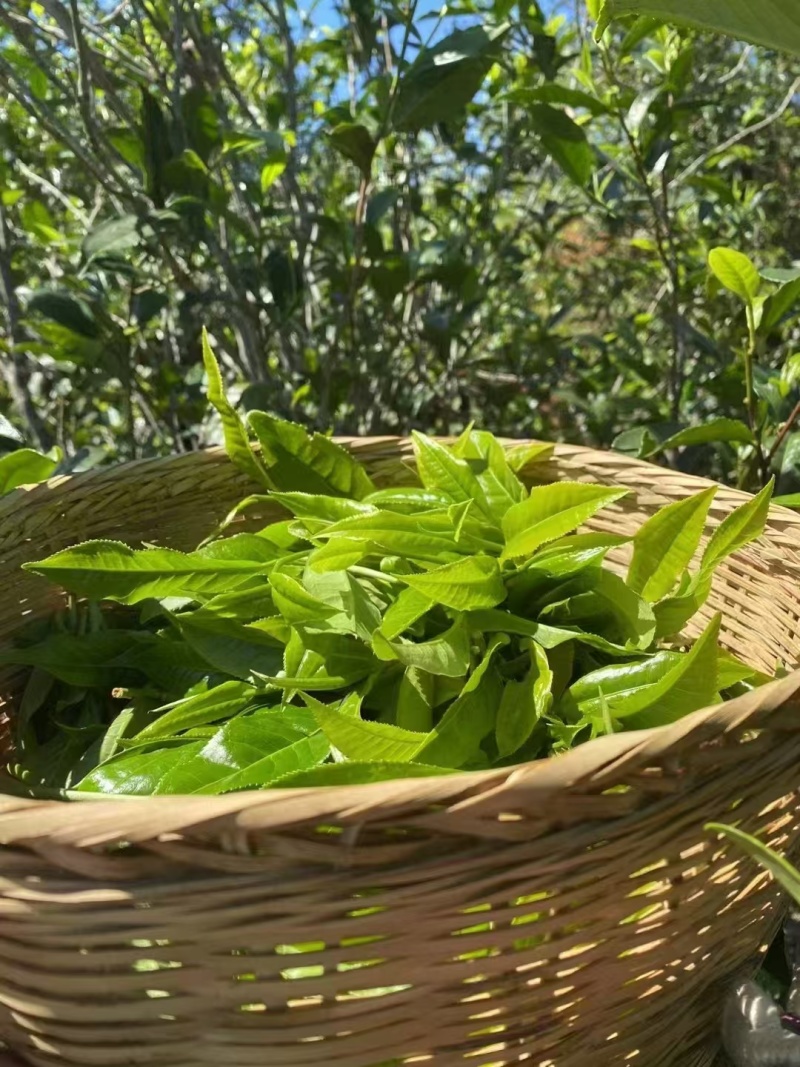 茶晒青茶，产地直供量大从优品质保障欢迎咨询