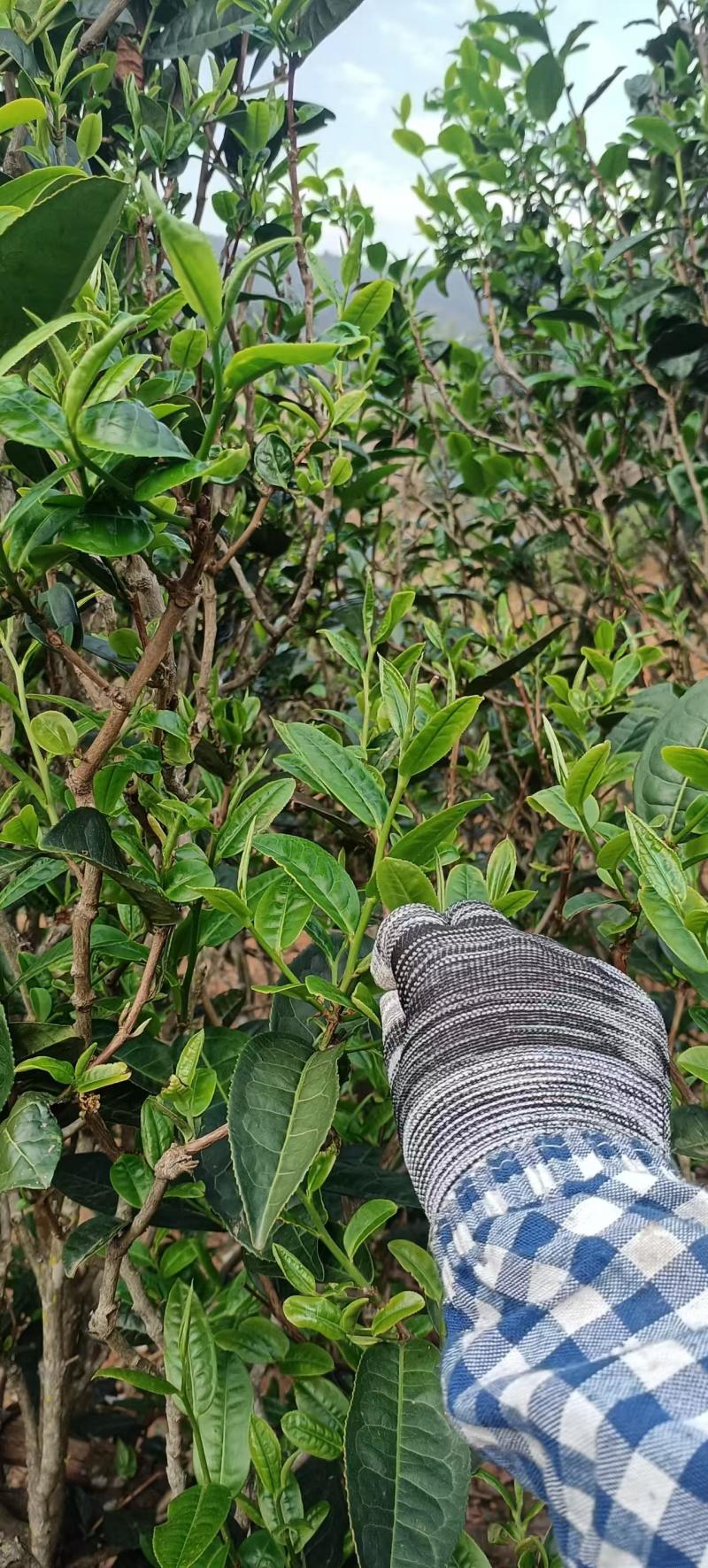 茶晒青茶，产地直供量大从优品质保障欢迎咨询
