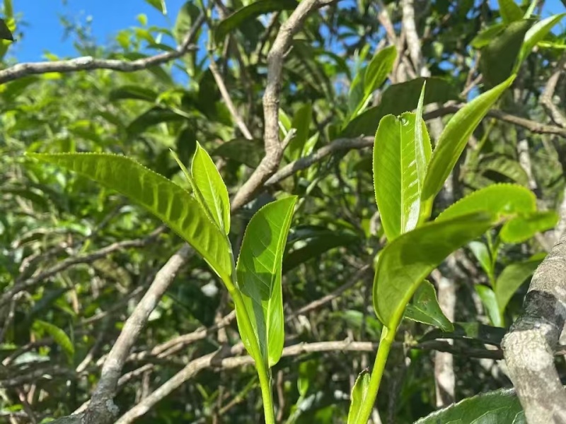 茶晒青茶，产地直供量大从优品质保障欢迎咨询