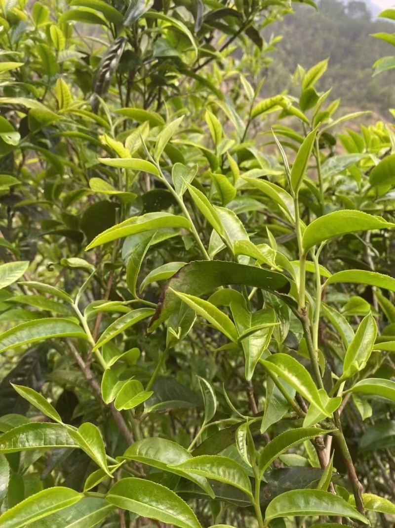 茶晒青茶，产地直供量大从优品质保障欢迎咨询